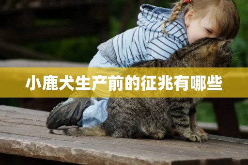 小鹿犬生產前的征兆有哪些