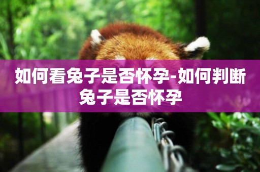如何看兔子是否懷孕-如何判斷兔子是否懷孕
