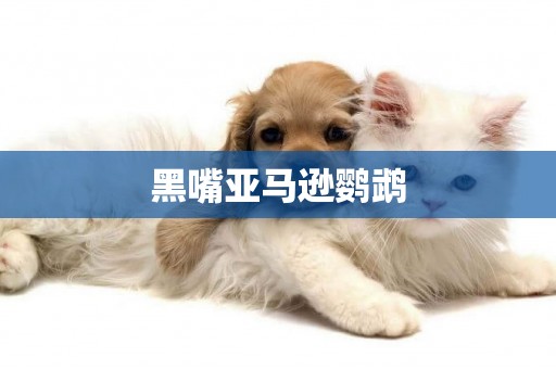 黑嘴亞馬遜鸚鵡