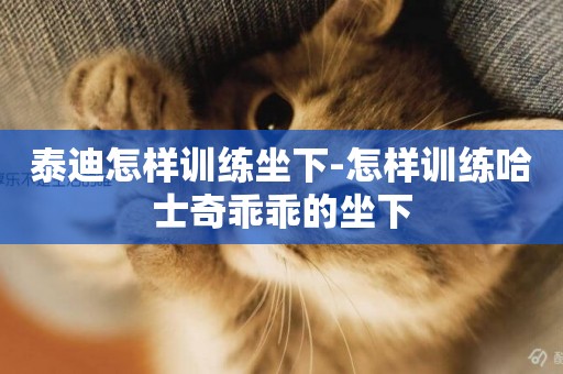 泰迪怎樣訓練坐下-怎樣訓練哈士奇乖乖的坐下