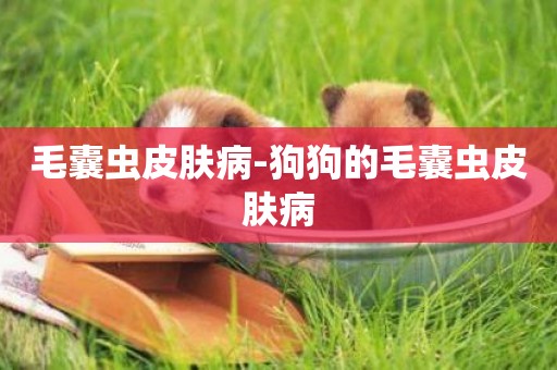 毛囊蟲皮膚病-狗狗的毛囊蟲皮膚病