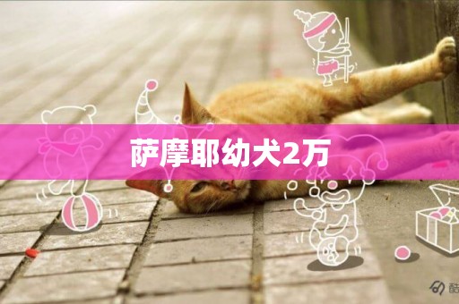 薩摩耶幼犬2萬