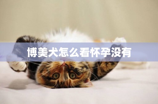博美犬怎么看懷孕沒有