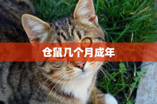 倉鼠幾個月成年