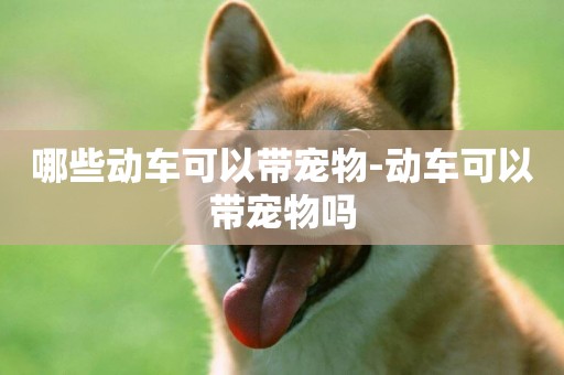 哪些動車可以帶寵物-動車可以帶寵物嗎
