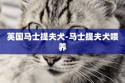 英國馬士提夫犬-馬士提夫犬喂養