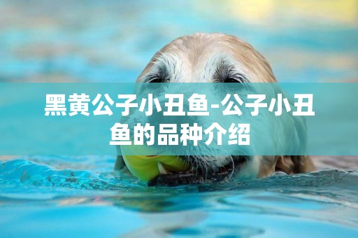 黑黃公子小丑魚-公子小丑魚的品種介紹