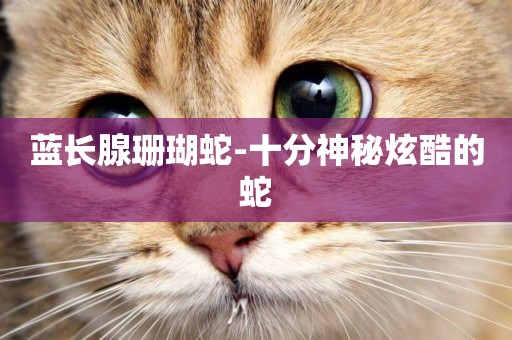 藍長腺珊瑚蛇-十分神秘炫酷的蛇