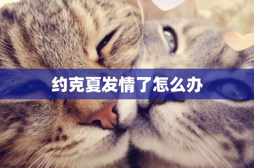 約克夏發情了怎么辦