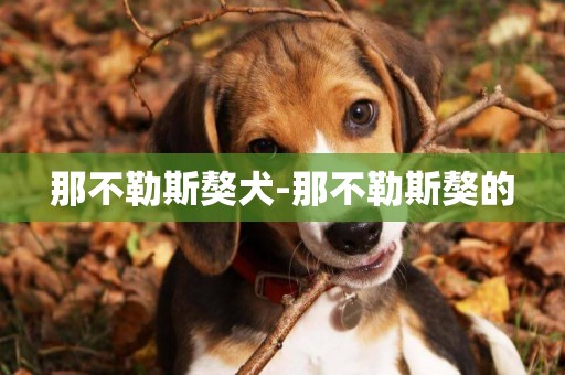 那不勒斯獒犬-那不勒斯獒的
