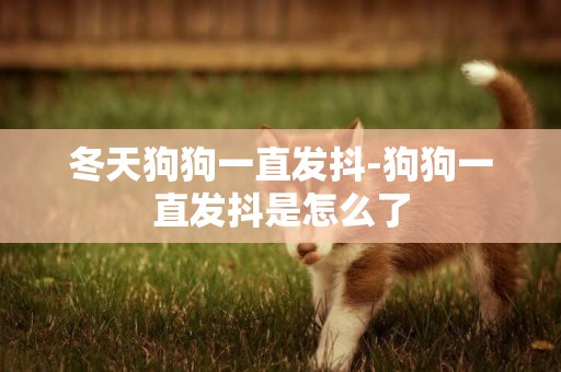 冬天狗狗一直發抖-狗狗一直發抖是怎么了