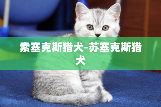 索塞克斯獵犬-蘇塞克斯獵犬