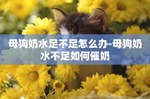 母狗奶水足不足怎么辦-母狗奶水不足如何催奶