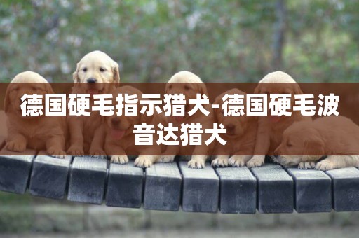 德國硬毛指示獵犬-德國硬毛波音達獵犬