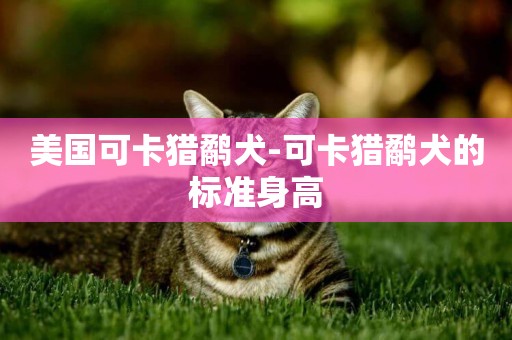 美國可卡獵鷸犬-可卡獵鷸犬的標準身高
