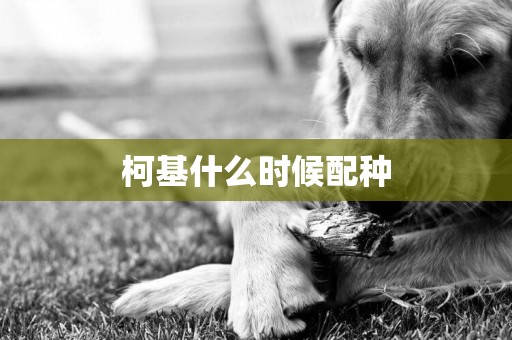 柯基什么時候配種