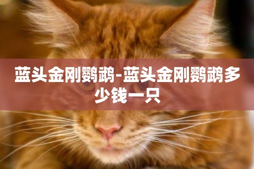 藍頭金剛鸚鵡-藍頭金剛鸚鵡多少錢一只