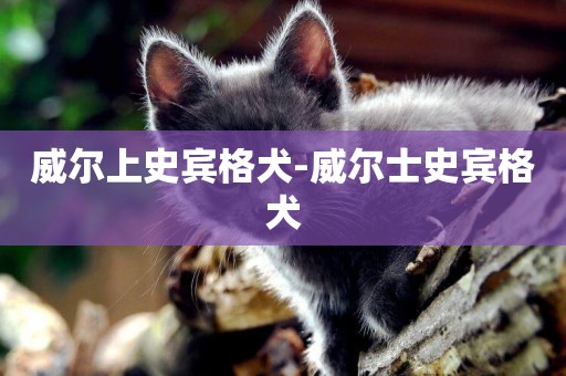 威爾上史賓格犬-威爾士史賓格犬