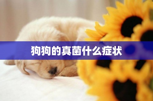 狗狗的真菌什么癥狀
