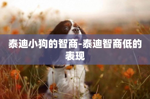 泰迪小狗的智商-泰迪智商低的表現