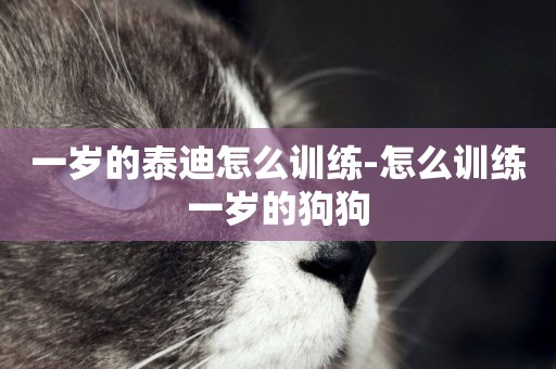 一歲的泰迪怎么訓練-怎么訓練一歲的狗狗