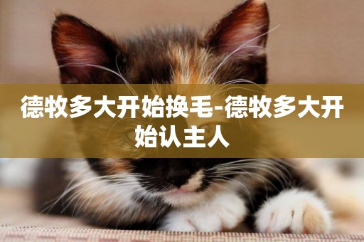 德牧多大開始換毛-德牧多大開始認主人