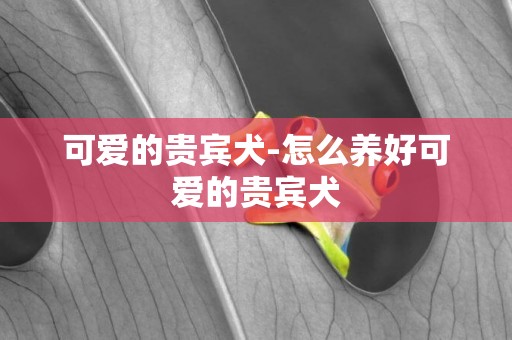 可愛的貴賓犬-怎么養好可愛的貴賓犬