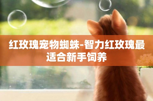 紅玫瑰寵物蜘蛛-智力紅玫瑰最適合新手飼養