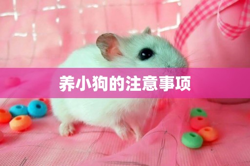 養小狗的注意事項