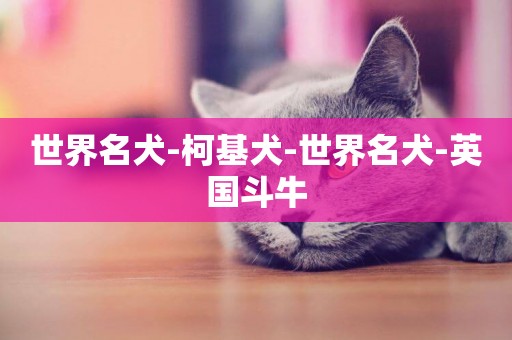 世界名犬-柯基犬-世界名犬-英國斗牛