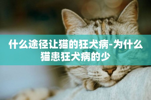 什么途徑讓貓的狂犬病-為什么貓患狂犬病的少