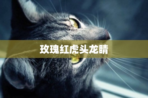 玫瑰紅虎頭龍睛