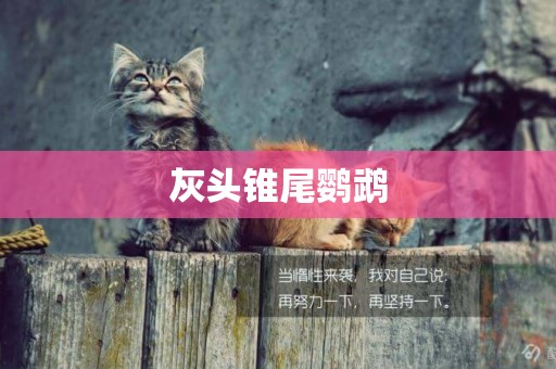 灰頭錐尾鸚鵡