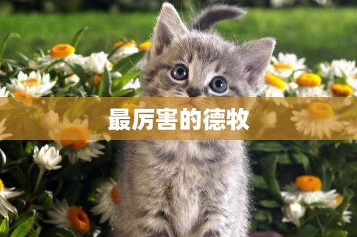 最厲害的德牧