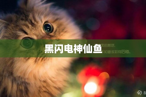 黑閃電神仙魚