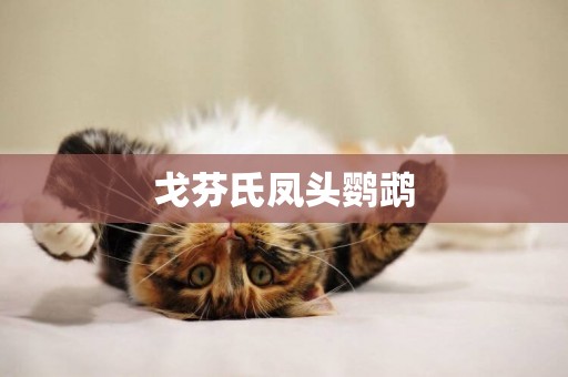 戈芬氏鳳頭鸚鵡