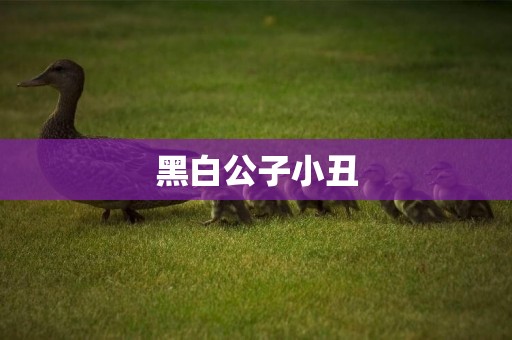 黑白公子小丑