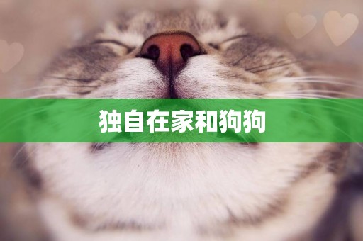 獨自在家和狗狗