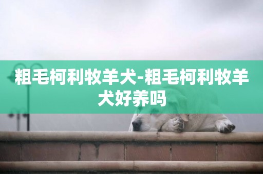 粗毛柯利牧羊犬-粗毛柯利牧羊犬好養嗎