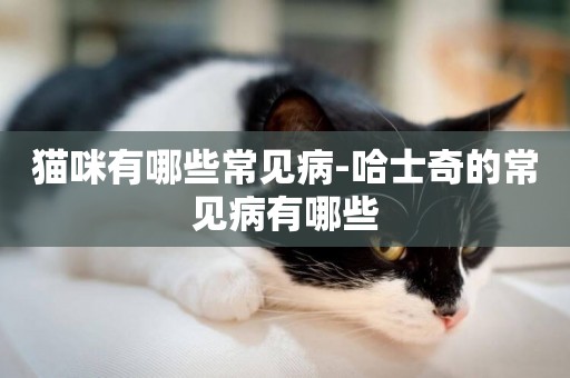 貓咪有哪些常見病-哈士奇的常見病有哪些