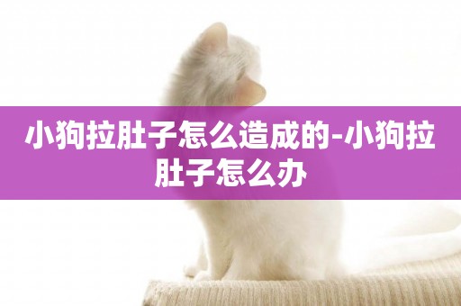 小狗拉肚子怎么造成的-小狗拉肚子怎么辦