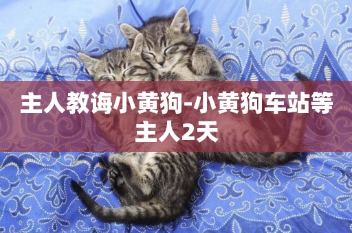 主人教誨小黃狗-小黃狗車站等主人2天