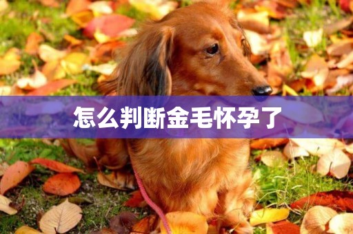 怎么判斷金毛懷孕了