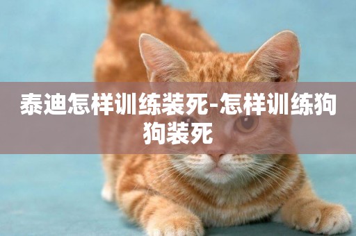泰迪怎樣訓練裝死-怎樣訓練狗狗裝死