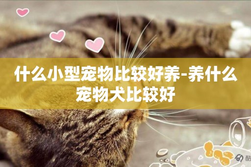 什么小型寵物比較好養-養什么寵物犬比較好