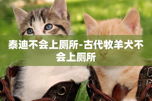 泰迪不會上廁所-古代牧羊犬不會上廁所