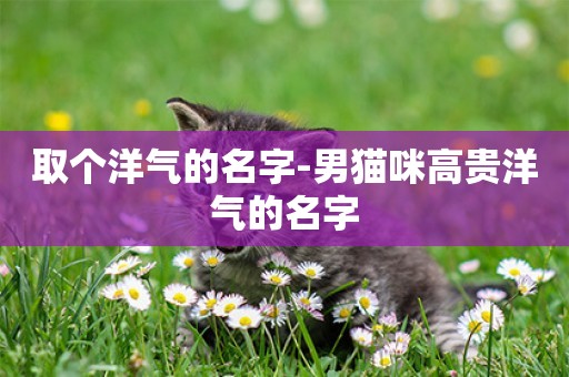 取個洋氣的名字-男貓咪高貴洋氣的名字
