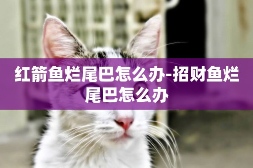 紅箭魚爛尾巴怎么辦-招財魚爛尾巴怎么辦