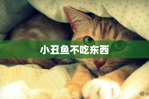 小丑魚不吃東西