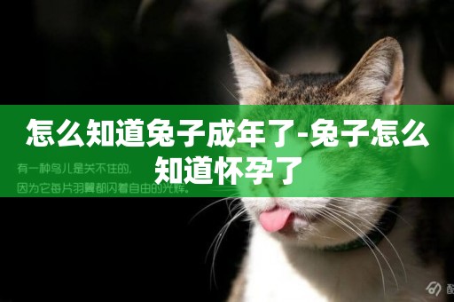 怎么知道兔子成年了-兔子怎么知道懷孕了
